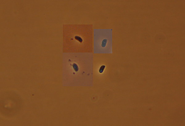 Crosta color cuoio - foto 1112 (Hymenochaete fuliginosa)
